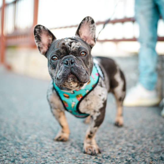 gray merle French bulldog gray merle frenchie wearing a blue harness